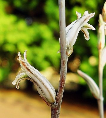 Haworthia mirabilis var. triebneriana (2a).jpg