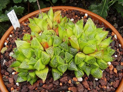 Haworthia mirabilis var. triebneriana (3a).jpg