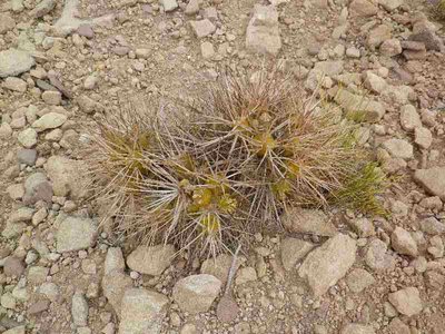 Maihueniopsis_3.JPG