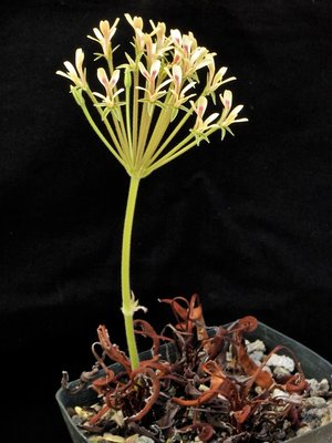 Pelargonium radicatum Anfang Mai