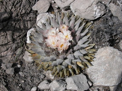 417 Ariocarpus retusus, Noria de las Flores, SLP, am Standort.jpg