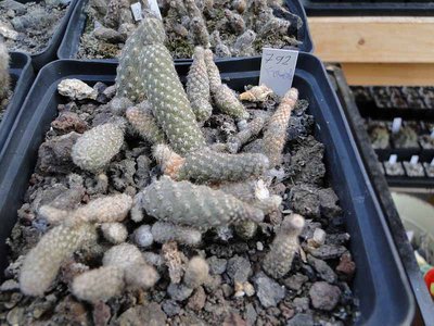 Pterocactus HPT 792, Fiambala 2011 Oktober20.jpg