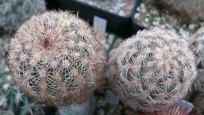 006 P1080392 Echinocereus fitchii, Starr Co. Texas.JPG