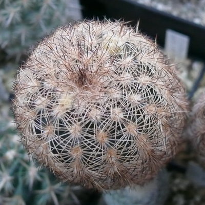 005 P1080392 Echinocereus fitchii, Starr Co. Texas.JPG