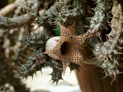 Größenänderung Stapelianthus decaryi Blüte 1.JPG