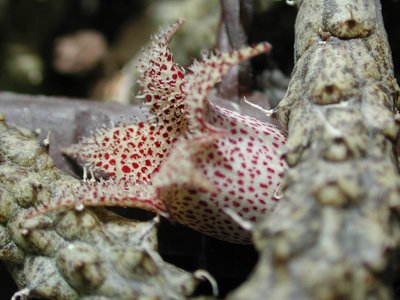 Größenänderung Stapelianthus decaryi Blüte nah 2 2001.JPG