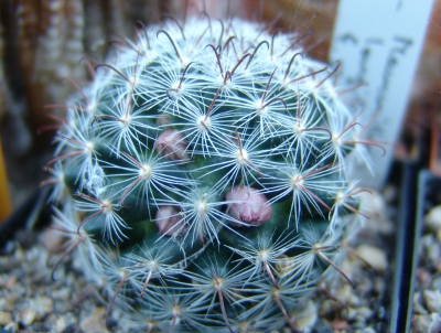 Mammillaria longiflora.jpg