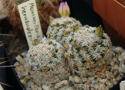 Mammillaria hernandezii.jpg