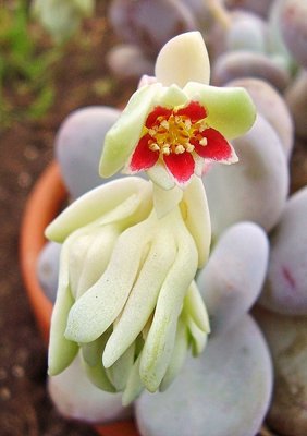 Pachyphytum oviferum (9a).jpg