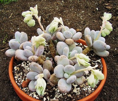 Pachyphytum oviferum (7a).jpg