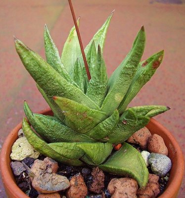 Haworthia scabra (3a).jpg