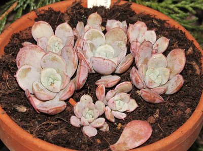 Echeveria subcorymbosa.jpg