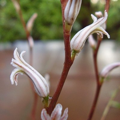 Haworthia 1996-26 (4a).jpg