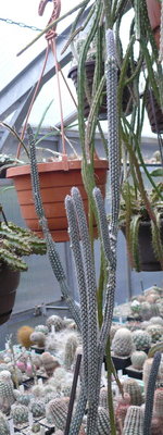 013 P1080431 Wilcoxia kroenleinii.JPG