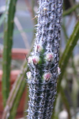 012 P1080430 Wilcoxia kroenleinii.JPG