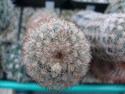 010 P1080428 Echinocereus fitchii, Starr Co. Texas.JPG