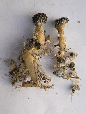 Eriosyce aerocarpa KW (Th. nuda) 2012 Januar29-7.jpg