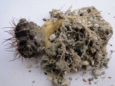 Eriosyce taltalensis v. pygmaea (Py. scoparius) 2012 Januar29-2.jpg