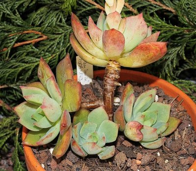 Echeveria ´Graessneri´ (2a).jpg