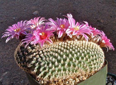 04020901.jpeg (158.62 KiB) 11595 mal betrachtet Turbinicarpus x pulcherrimus