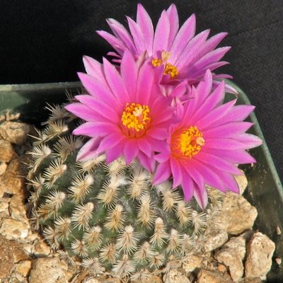 IMG_0333.jpeg (100.55 KiB) 11595 mal betrachtet Turbinicarpus x pulcherrimus