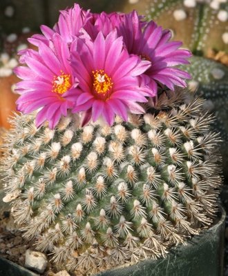 Turbinicarpus x pulcherrimus