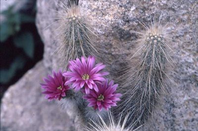 K640_parkeri ssp.rayonesensis.JPG