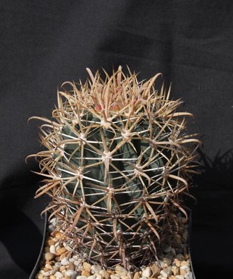 991-Feroc_grandiflorus_Bahia Tortugas_100523_7792.jpg