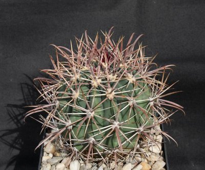 992-Feroc_grandiflorus_San Hipolito_9767-a.jpg