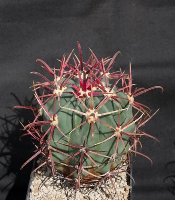 993-Feroc_grandiflorus_Sierra Santa Clara_9734-a.jpg