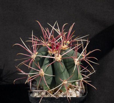 994-Feroc_grandiflorus_Pflanzbeet Guerreo Negro_0523-a.jpg