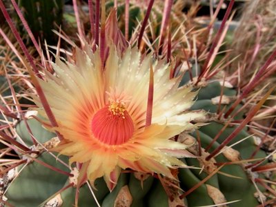 Ferocactus californicus, 07.11 - Kopie.JPG