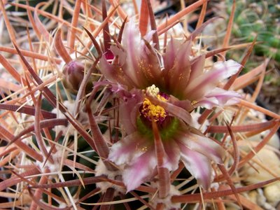 Ferocactus fordtii, 06.11 - Kopie.JPG
