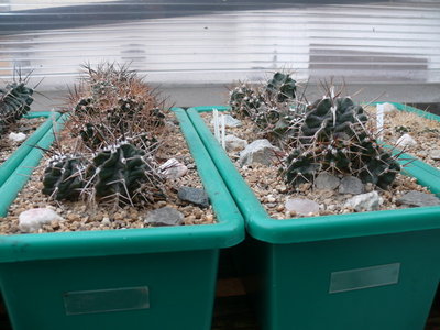 035 P1080460 Echinocereus triglochidiatus.JPG