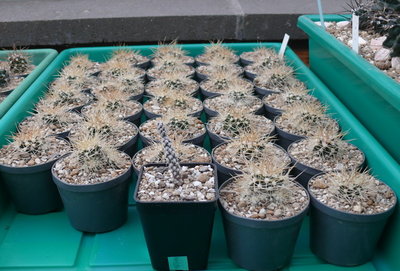 034 P1080463 Ecc.triglochidiatus ssp.mojavensis HK 1090.JPG