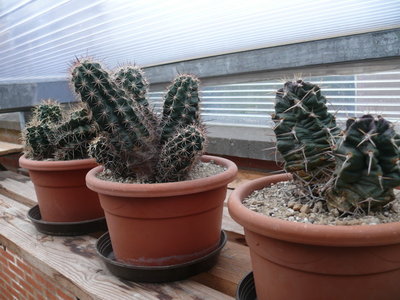 032 P1080462 Echinocereen im Winter.JPG