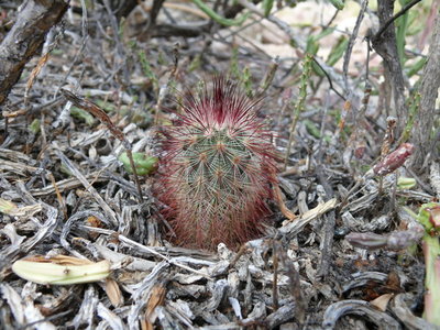 038 P1000365 Echinocereus russanthus.jpg