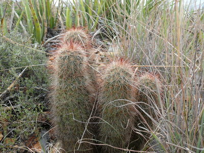 037 P1000360 Echinocereus russanthus.jpg