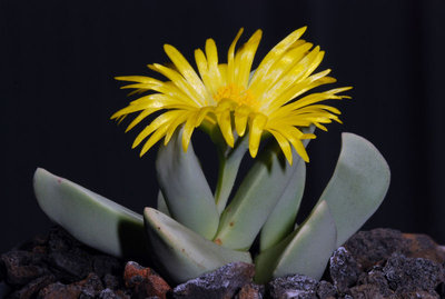 Schwantesia acutipetala 01b.jpg