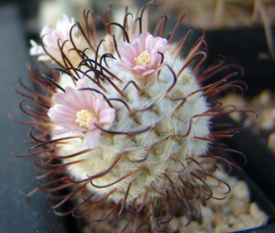 Mammillaria_perezdelarosae_800.jpg