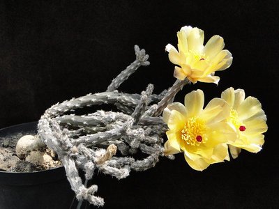 Pterocactus tuberosus HPT 2011 Juli19-3.jpg