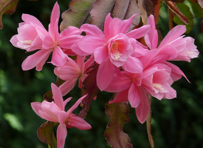 Disocactus phyllanthoides x DK