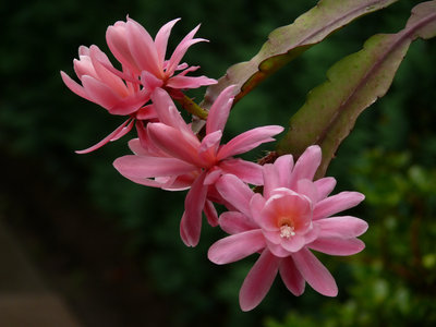 Disocaktus phyllanthoides x DK