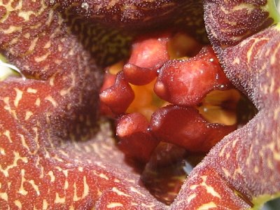 Huerniopsis decipiens