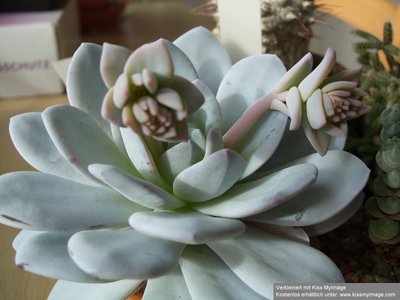 Echeveria lauii Knospe_klein.jpg