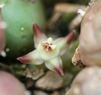 4zipfelige Blüte