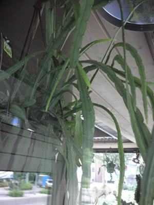 P8010640 Rhipsalis holviana.jpg