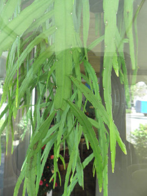 P8010641 Rhipsalis holviana.jpg