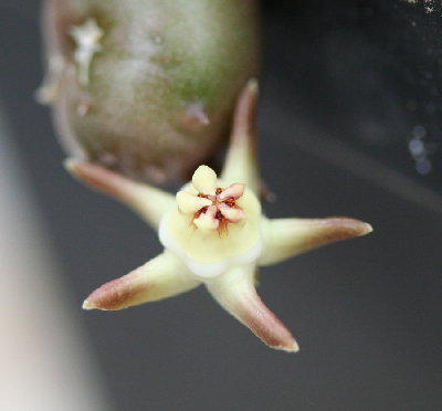 &quot;normale&quot; Blüte