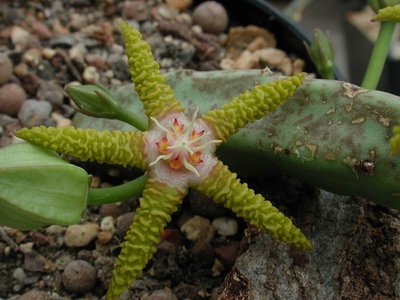 Größenänderung Stapelia flavopurpurea CX148 1.JPG